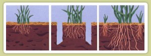 Core Aeration | Aeration | Soil Test | St Louis | MOWSTL